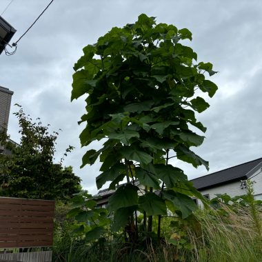 桐の木の伐採