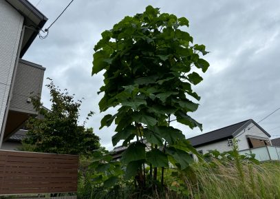 桐の木の伐採