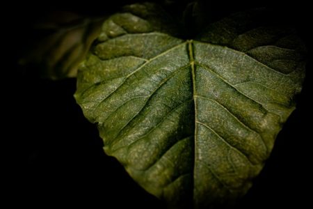 バイオフィリア効果とは ― 自然と人のより良い関係を築くために
