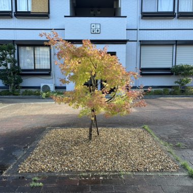 マンションの剪定