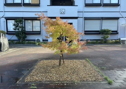 マンションの剪定